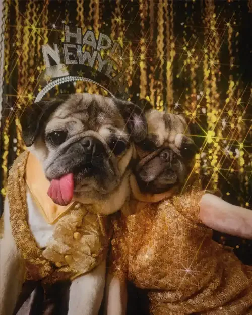 Two pugs dressed in gold outfits, one wearing a “Happy New Year” headband, posing together in front of a sparkling gold backdrop.