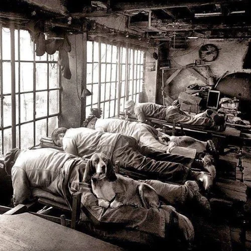 A black-and-white photo of French knife grinders resting face-down on workbenches, with a dog lying calmly among them in an old workshop with large windows