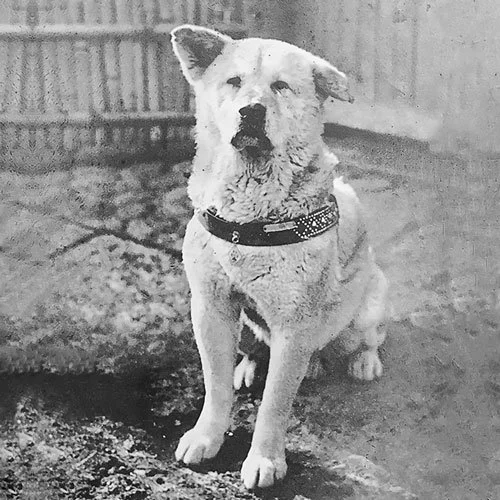 Hachikō, Japanese Akita dog