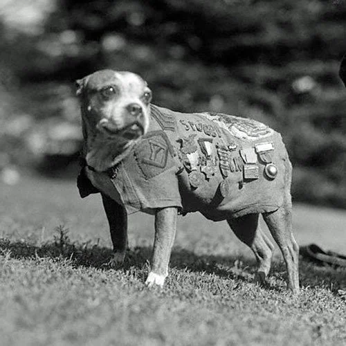 Sergeant Stubby, the decorated World War I dog