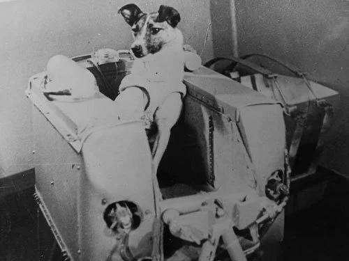 Laika: The Canine Cosmonaut Who Touched Our Hearts