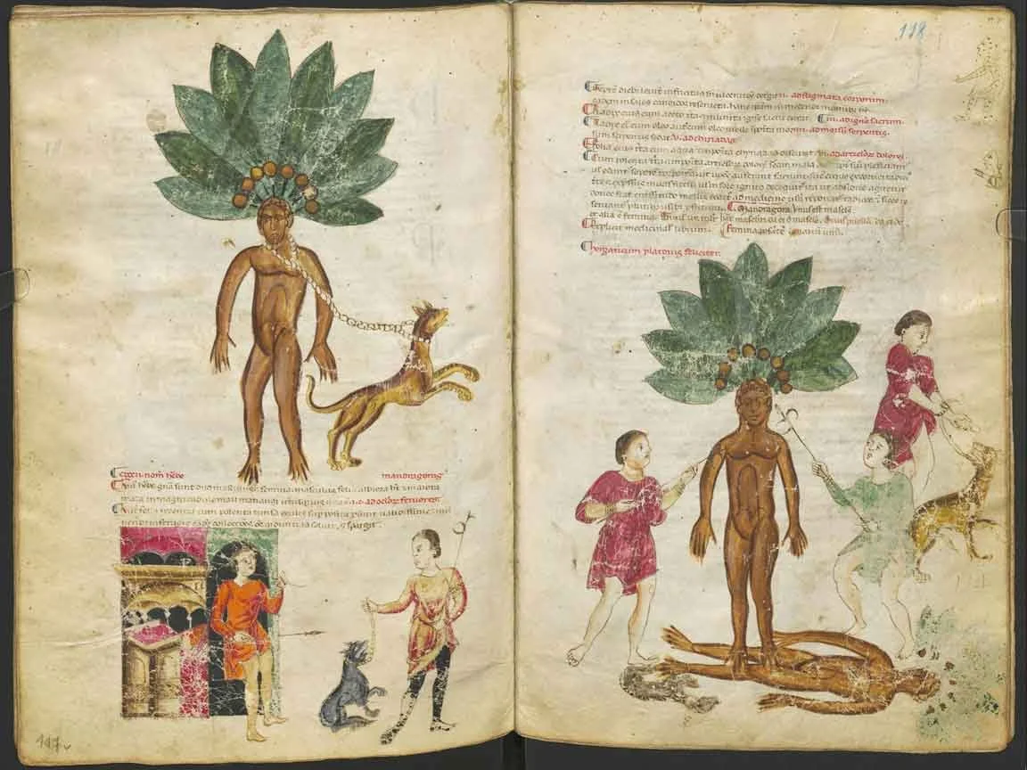 Medical Manuscript - Mandrake Harvest