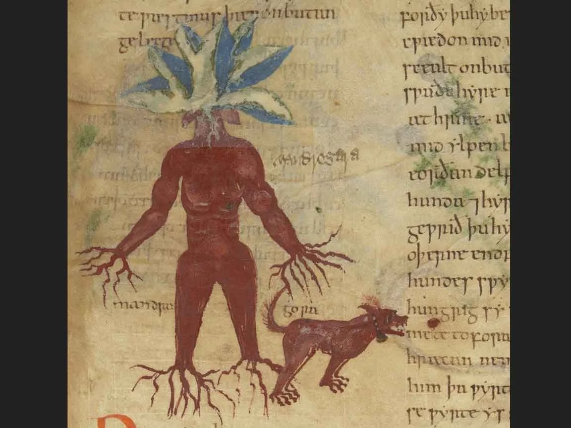 Illustrated Old English Herbal - Medieval manuscript