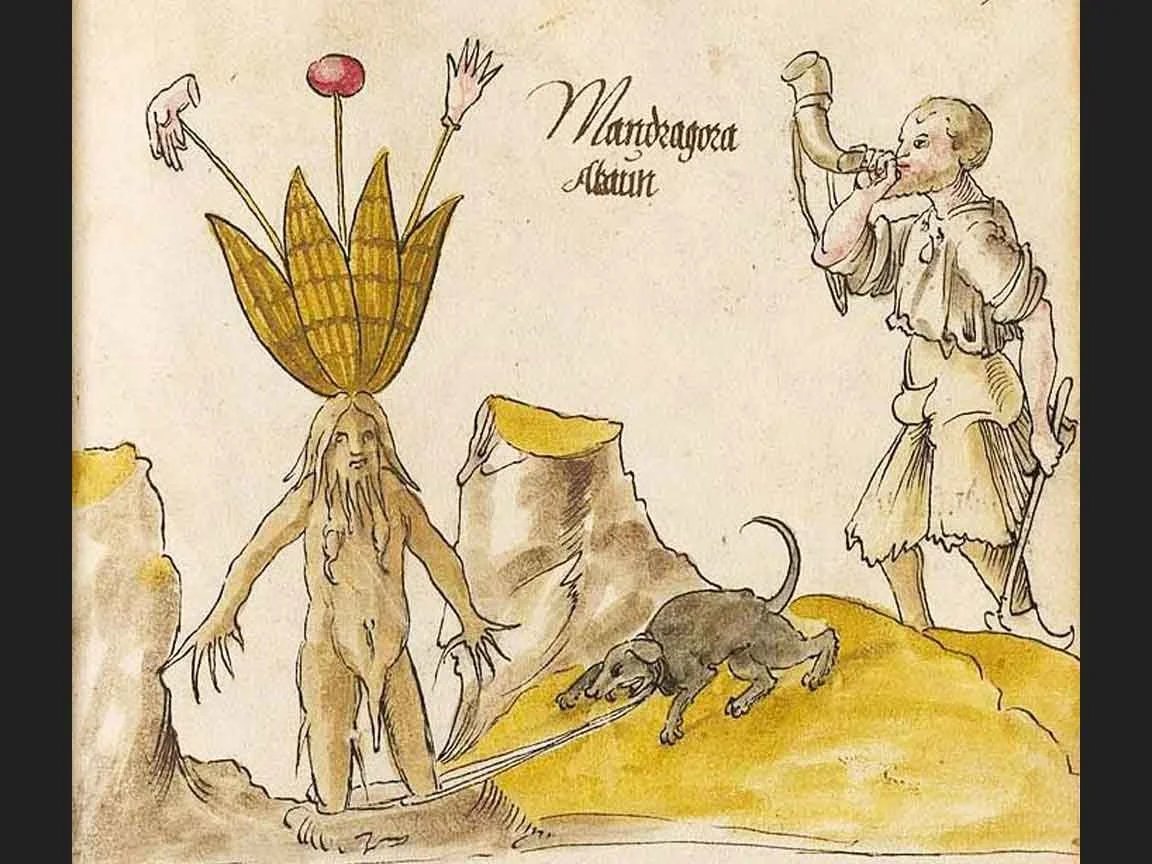Mandragor (59r)