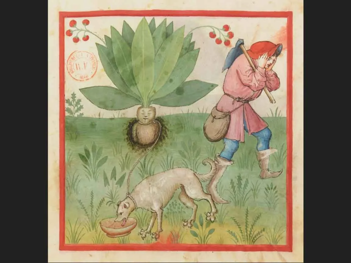 Tacuinum Sanitatis - Medieval Handbook