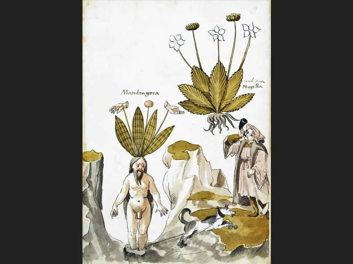 Early Modern Harley science manuscripts