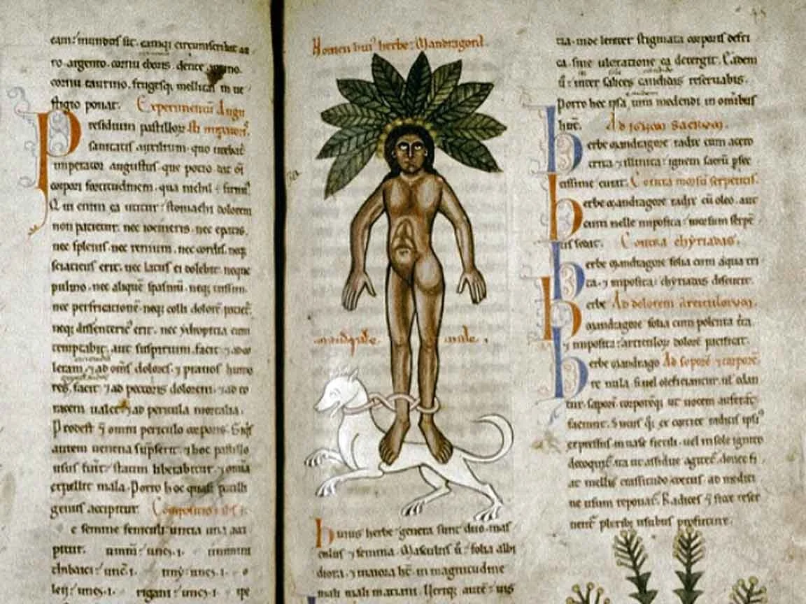 Medieval Herbal Manuscript