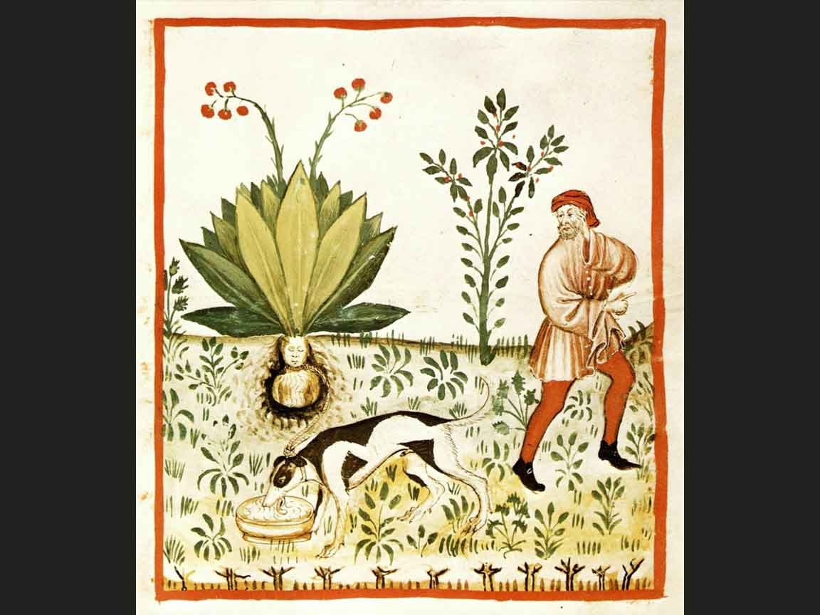 Tacuinum Sanitatis - Medieval Handbook