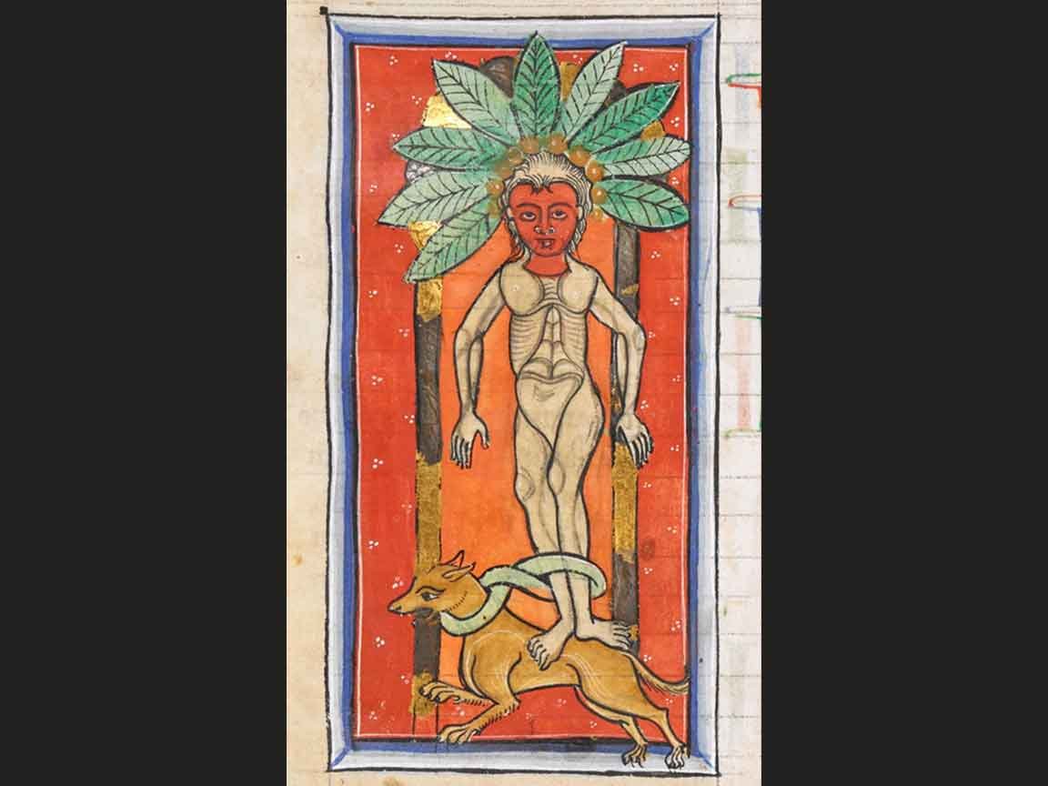 Medieval Mandrake Illustration
