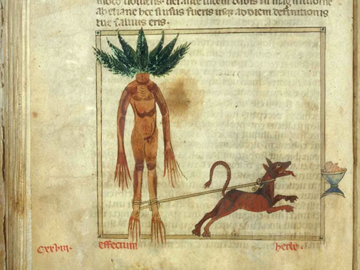 Medieval Manuscript - Mandrakes