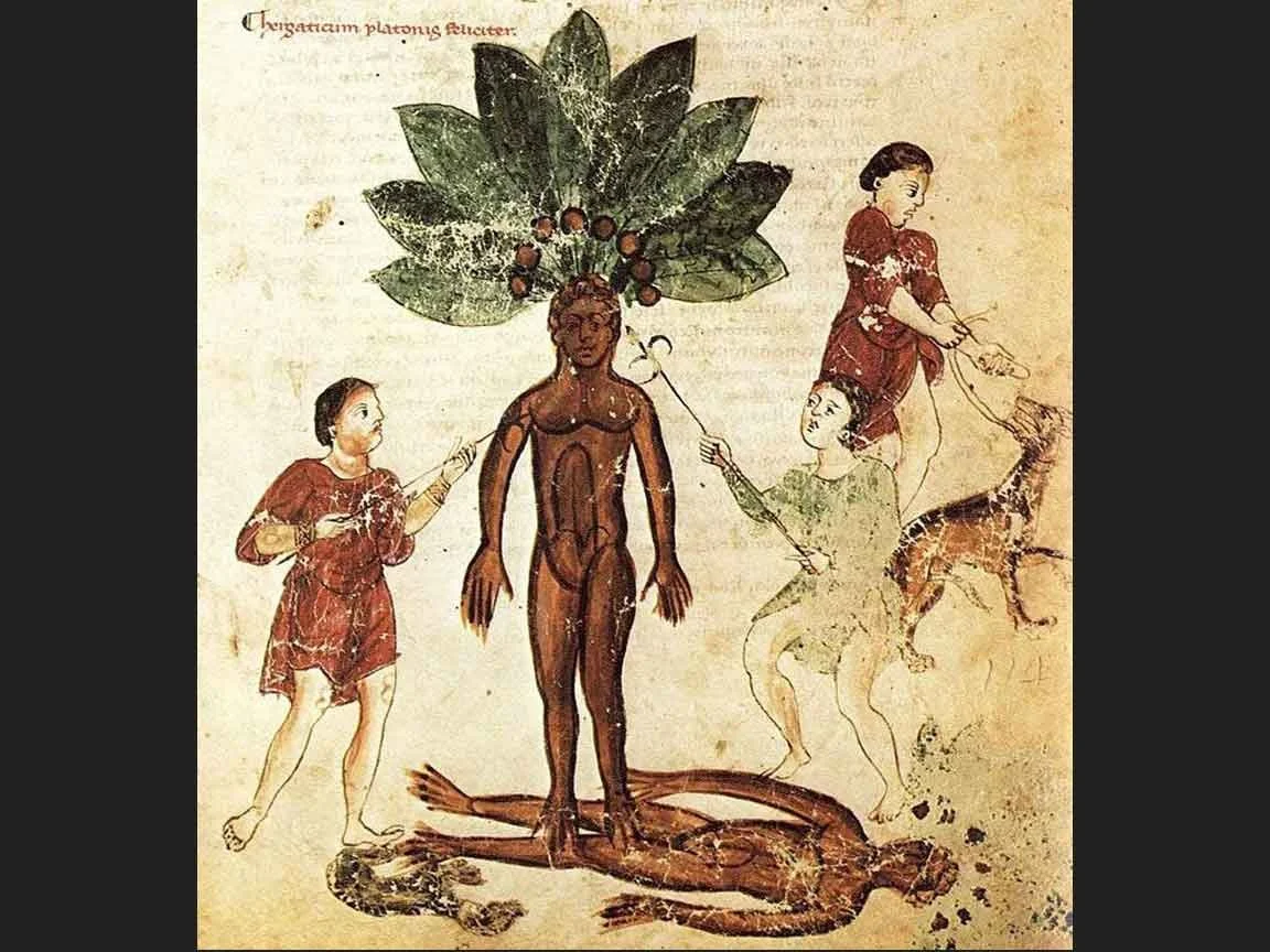 Medical Manuscript - Mandrake Harvest
