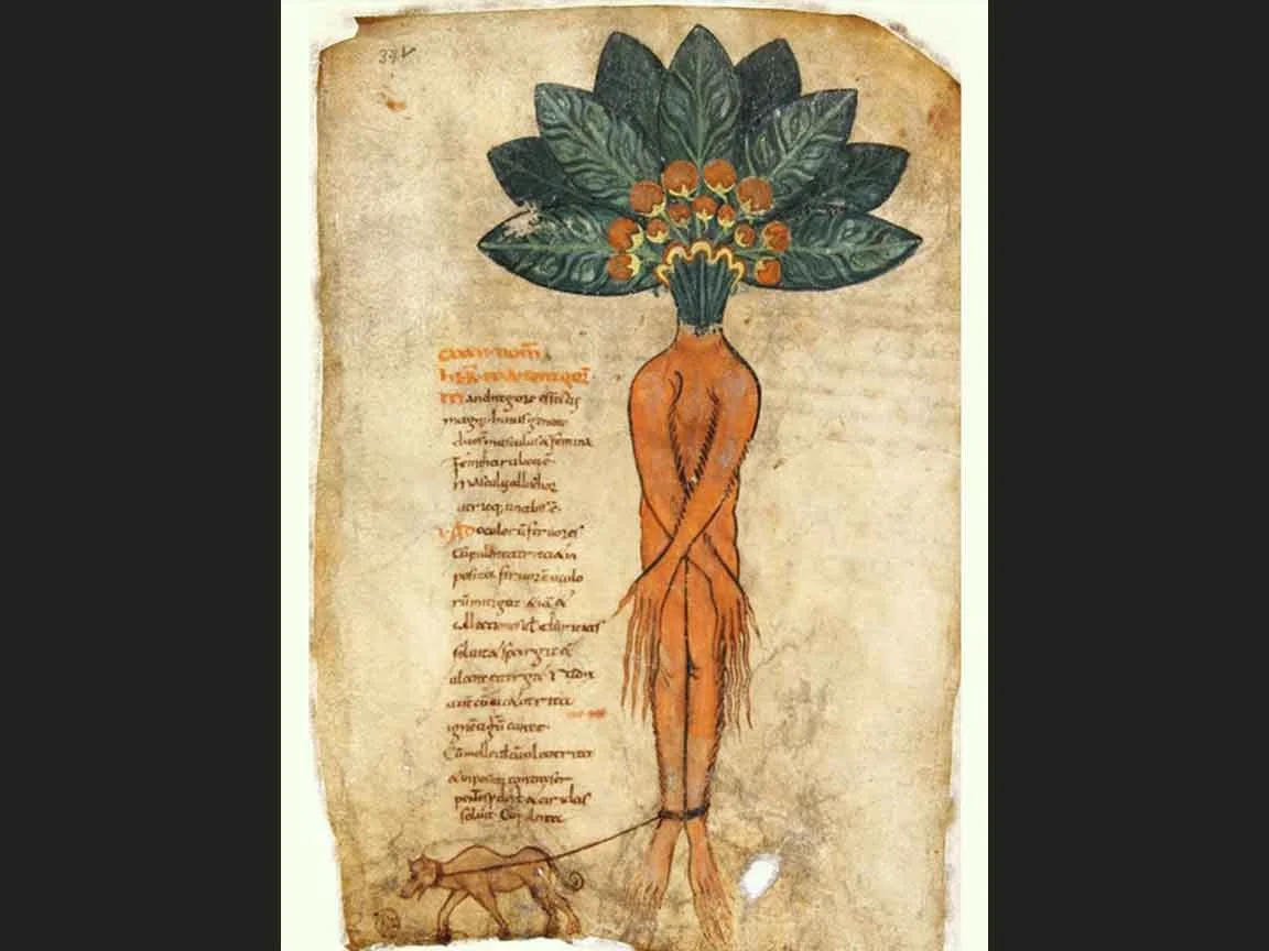 The Herbal of Pseudo-Apuleius