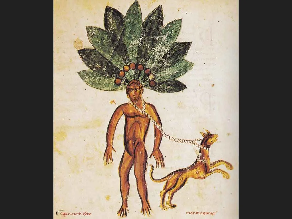 Medical Manuscript - Mandrake Harvest