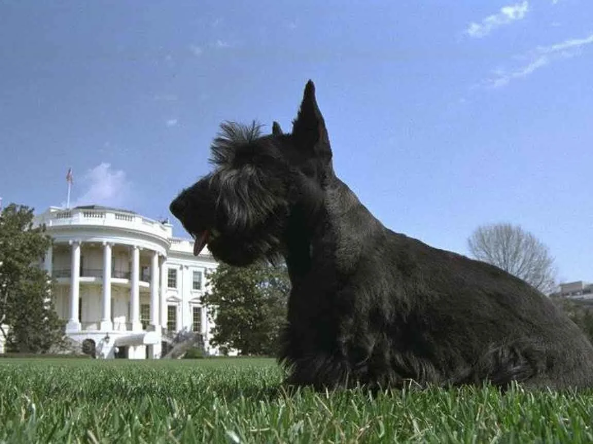 Investigating the South Lawn