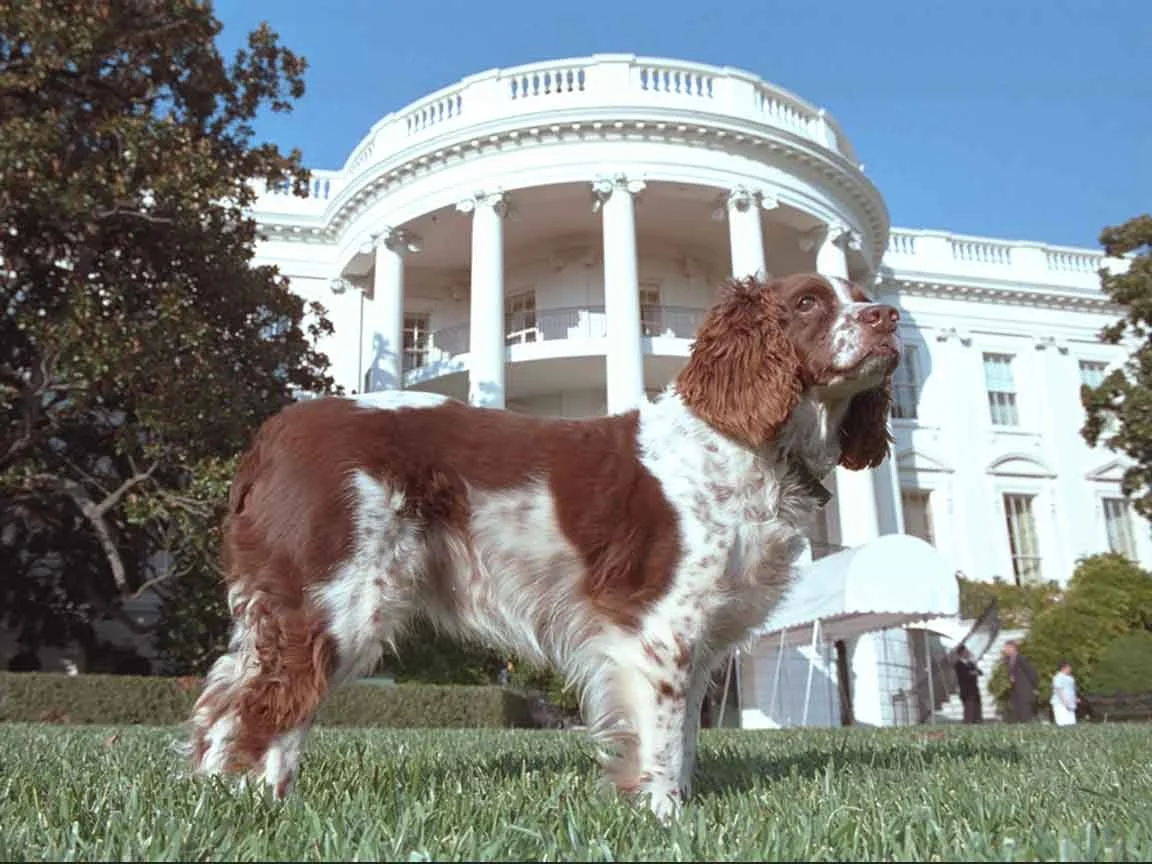 Spot on the South Lawn