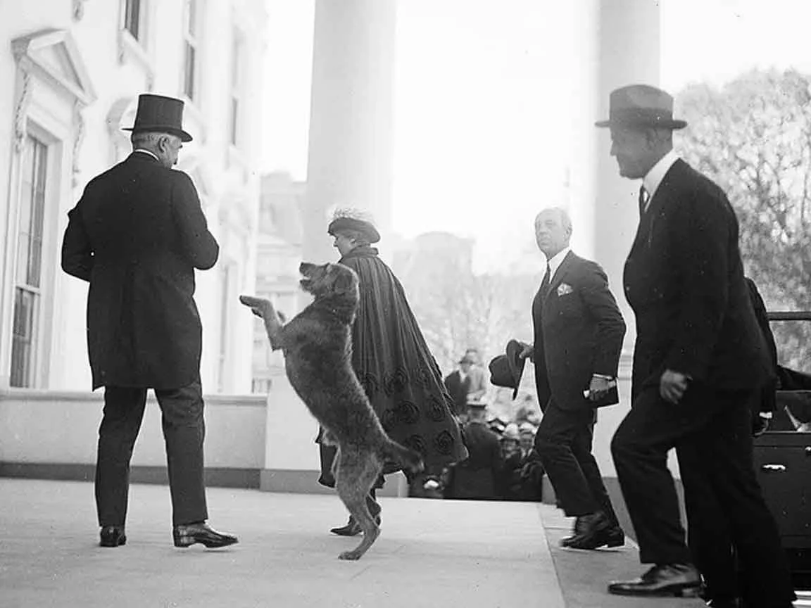 Warren G. Harding Welcomed by Laddie Boy