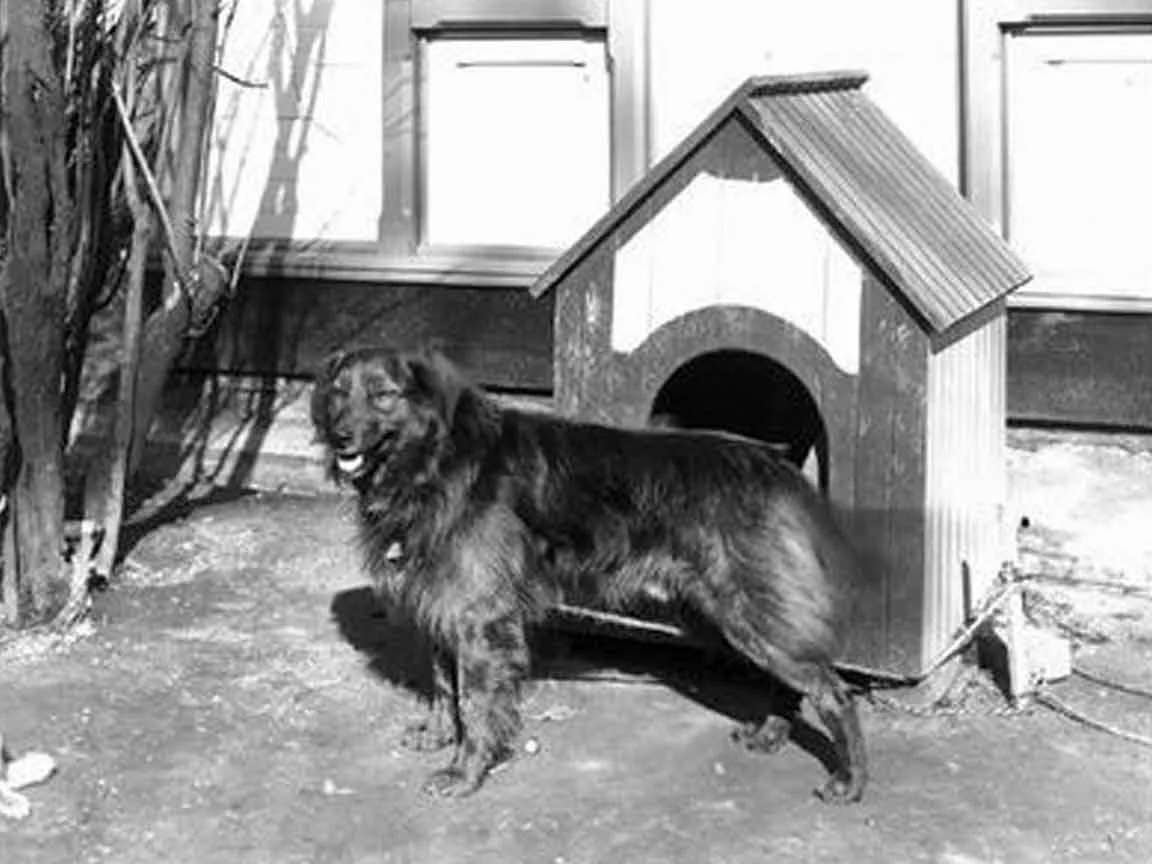 Benjamin Harrison’s Dog Dash 