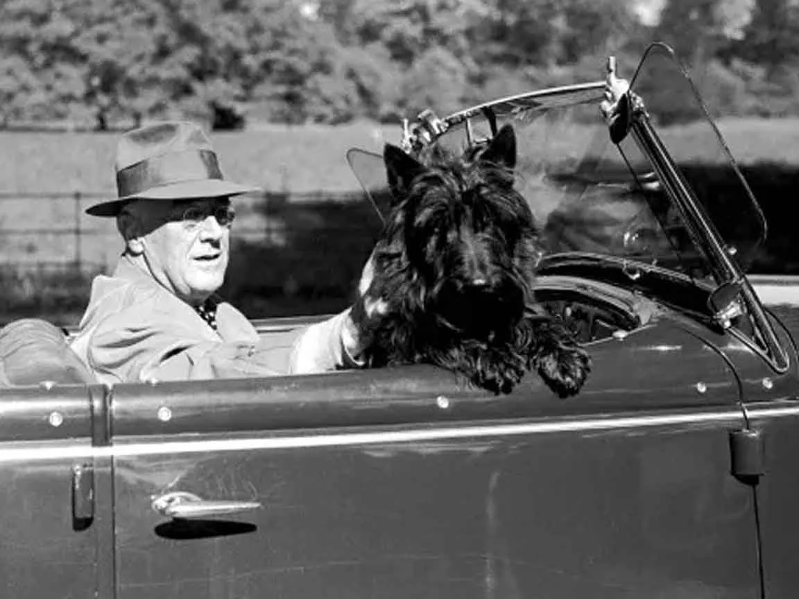 On the Road: FDR with Co-pilot Fala