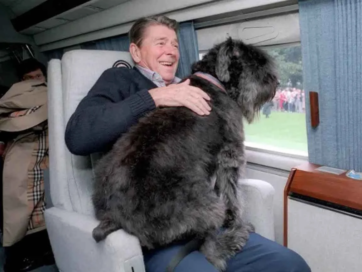 Window Seat for Lucky