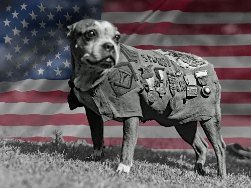 Sergeant Stubby: America’s First War Dog