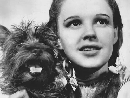 Behind the Curtain: Toto’s True Story