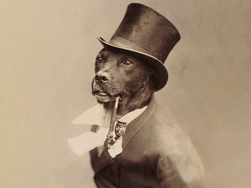 Why Victorians Dressed Dogs Like Humans
