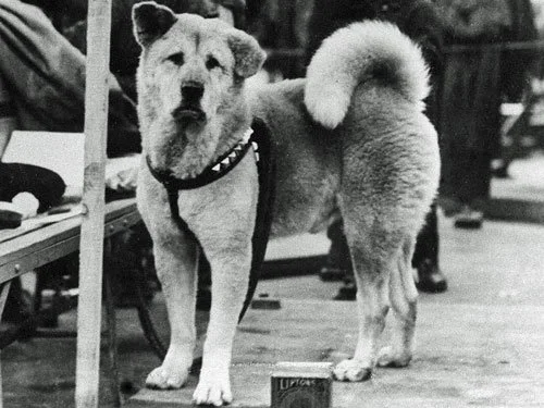 Hachikō, Tokyo’s Loyal Dog