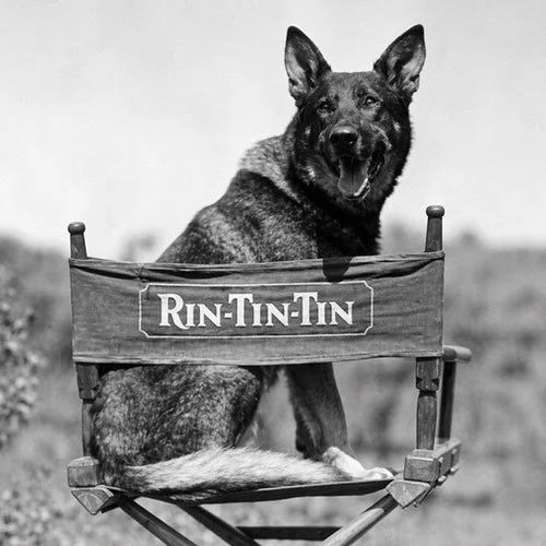Rin Tin Tin