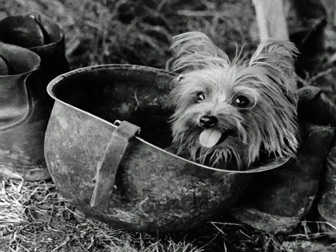 Smoky: The WWII Dog Who Ran the Wire