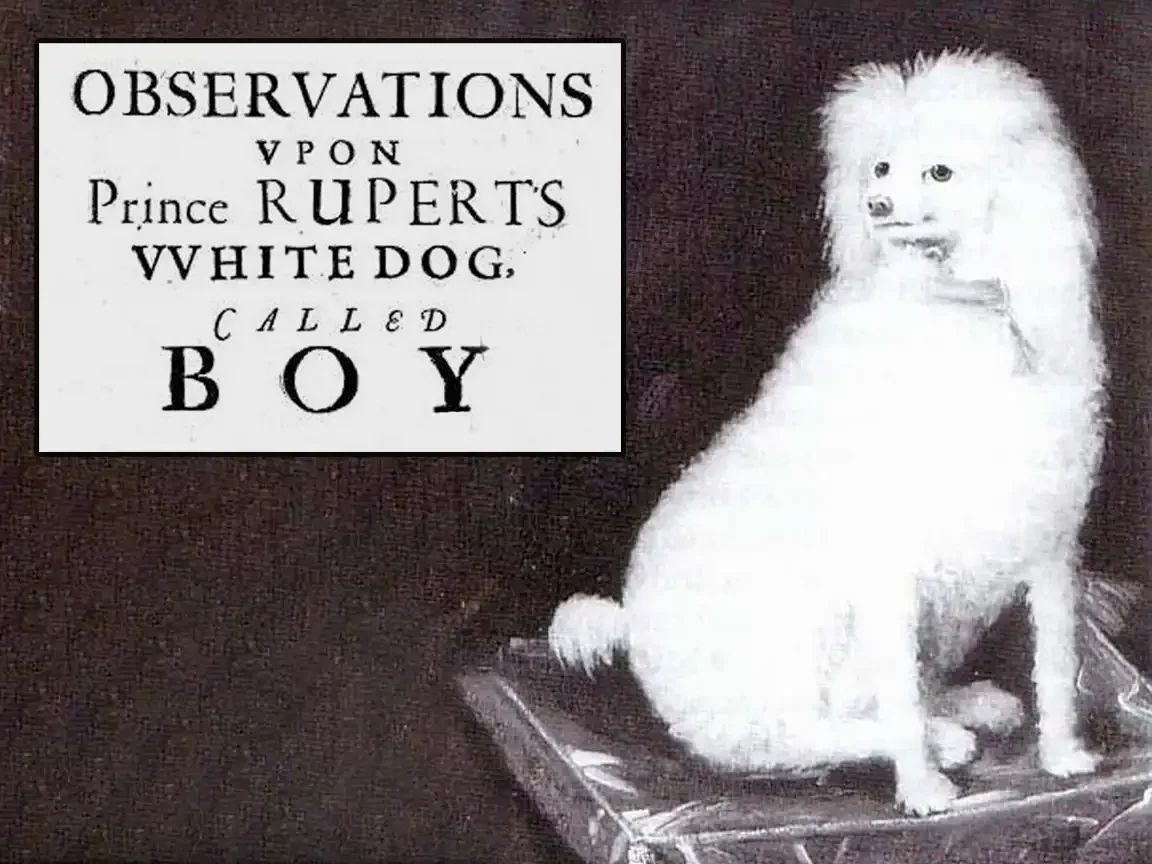 Prince Rupert’s Poodle: Good Boy or Devil Dog?