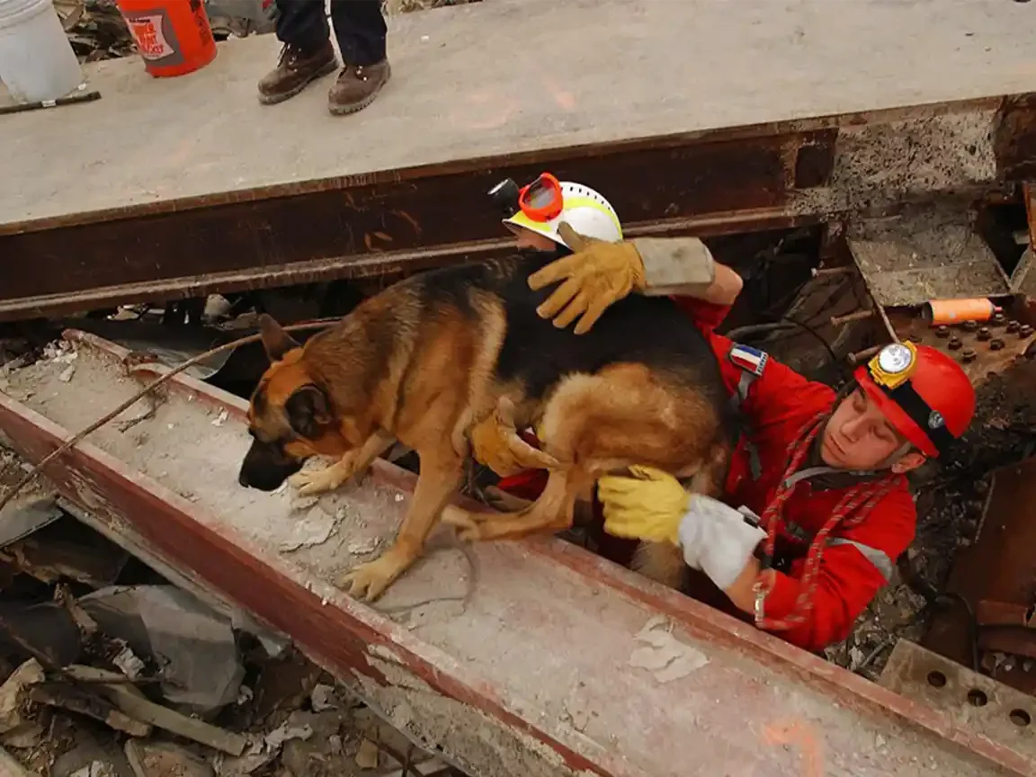 The Dogs of 9/11 Went Above and Beyond