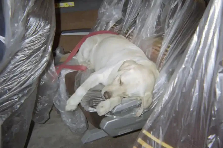  AVMA-12 – Rest time. Dog (Scout) from Indiana Task Force 1. Photo courtesy of Blake Wallis. 