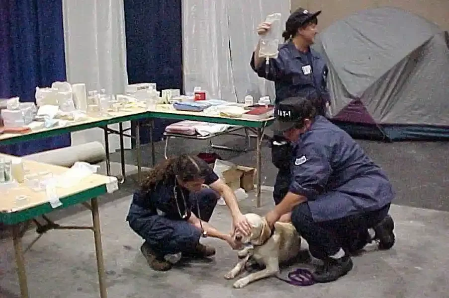  AVMA - 02 - VMAT-1 members perform a work-up on a search-and-rescue dog. Photo courtesy of Dr. Barry Kellogg. 