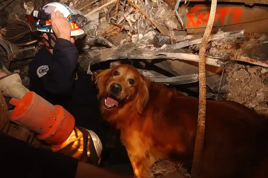  FEMA 4120 - Kent Olson and his dog, Thunder, from Lakewood, Washington search through the rubble for victims of the September 11 terrorist attacks. Photo by Andrea Booher/ FEMA News Photo. 