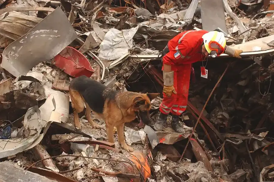  FEMA 4161 - A member of the French Urban Search and Rescue Task Force works with his Alsation to uncover survivors at the site of the collapsed world Trade Center. Photo by Andrea Booher/ FEMA News Photo. 