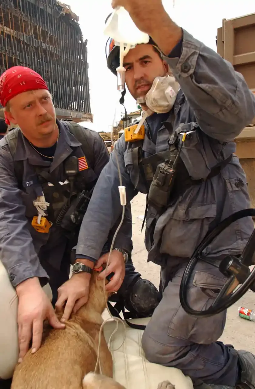  FEMA 3968 - Rescue workers administer fluids to hydrate  a search dog. The dogs are capable of digging into small areas inaccessible to the workers, and have an acute sense of smell to lead them to survivors. Photo by Andrea Booher/ FEMA News Photo.