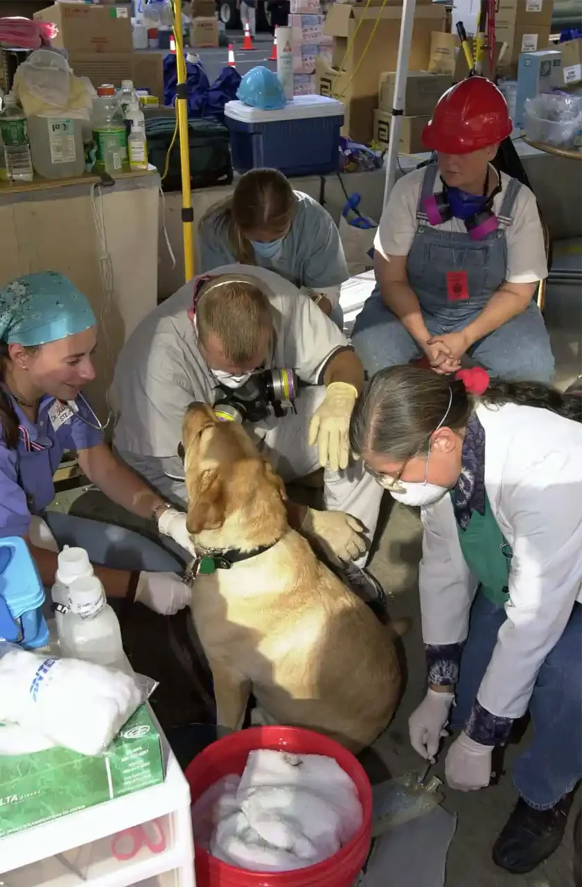  FEMA 3902 - A vital member of the rescue crew at the site of the World Trade Center, this rescue dog gets treated by a medical team specially trained to care for the canine patrol. Photo by SFC Thomas R. Roberts/ NGB-PASE. 