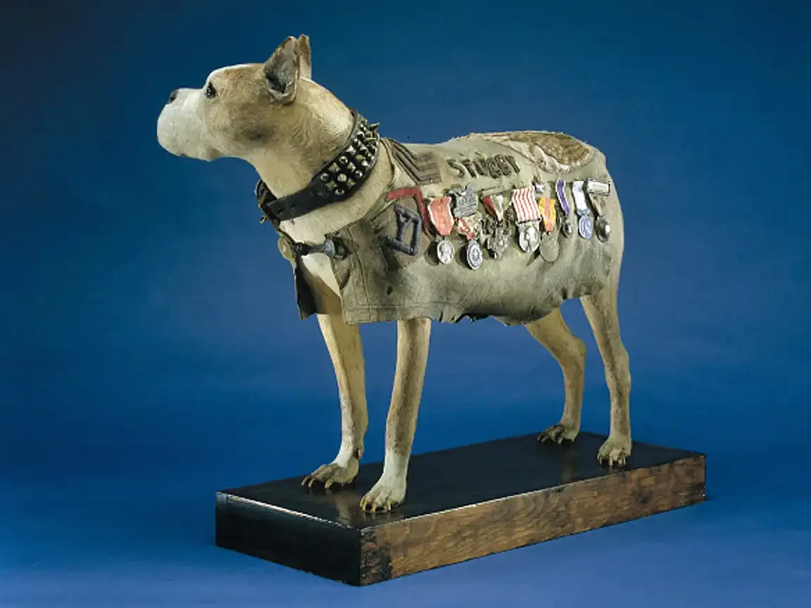 Rear and side view of the taxidermied dog showing rows of medals and service stripes attached to the blanket on its back.