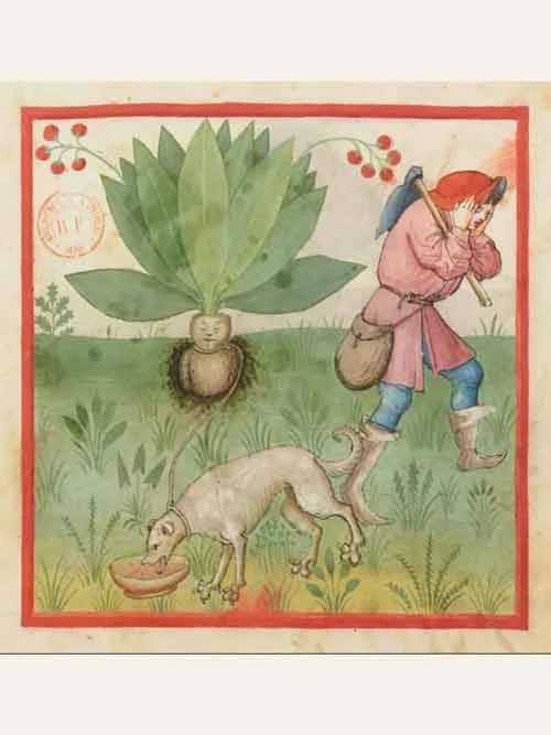 Medieval illustration of a mandrake with a human face being pulled by a dog on a leash, while a man with a pickaxe covers his ears nearby.