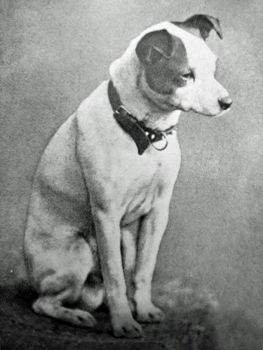 Black and white photograph of Nipper, a white terrier with a dark ear patch, sitting upright and wearing a thick collar, gazing calmly to the side.