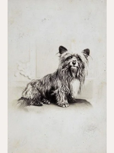 Early photograph of a long-haired Skye Terrier sitting and facing the camera against a plain studio backdrop.