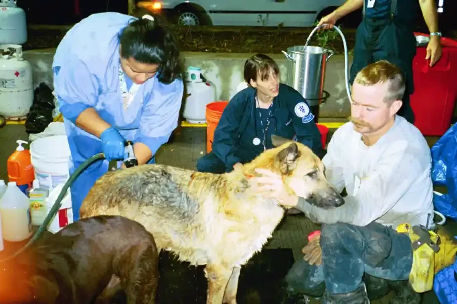 A vet wash a soaked German Shepherd with a hose at an outdoor decontamination station at night, the dogs handler holds it’s head, surrounded by buckets, bottles, and a second wet dog.