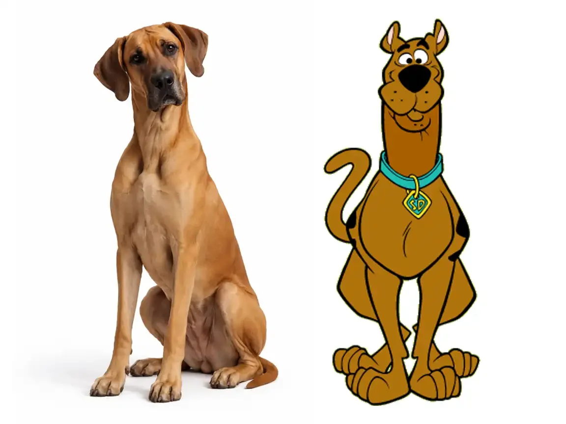 Left: Large fawn Great Dane sitting against white background, head tilted, floppy ears, muscular build, and attentive expression. Right: Cartoon Scooby-Doo standing upright, smiling, wearing his blue collar with tag on white background.