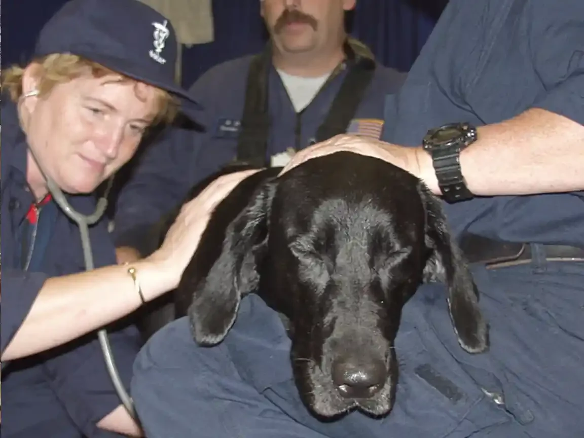A veterinarian in a cap presses a stethoscope to a black Labrador lying still across a handler's lap, eyes closed, while two men in navy uniforms steady the dog.