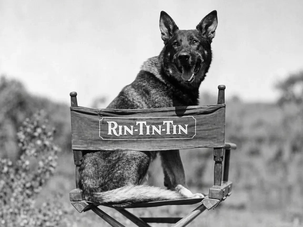 Rin Tin Tin: The Dog Who Saved Warner Bros.