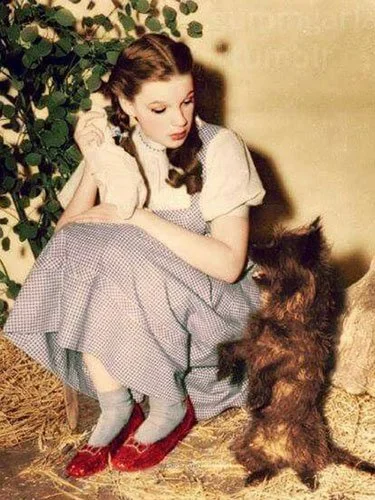 Judy Garland dressed as Dorothy sits on straw bail beside a leafy wall, looking thoughtfully at the dog Toto, who stands on hind legs in a quiet moment from filming The Wizard of Oz (1939).