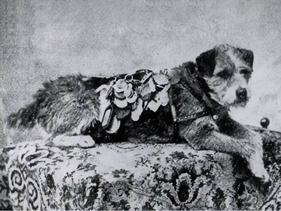 A shaggy terrier lies on a patterned cushion, head raised, wearing a leather harness hung with dozens of overlapping metal tags and medals.
