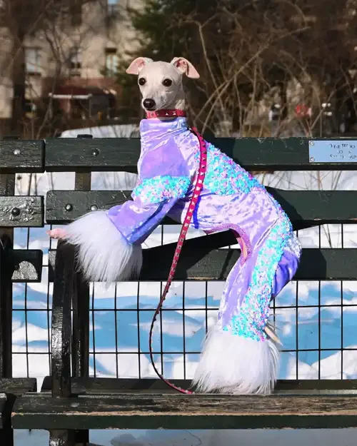 Italian Greyhound standing on a park bench in a shimmering purple outfit with faux-fur cuffs, posed outdoors on a leash.