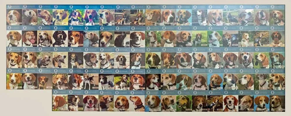 A large photo collage of U.S. Beagle Brigade detection dogs, each shown with names and badges, celebrating their service in agricultural inspections for U.S. Customs and Border Protection.