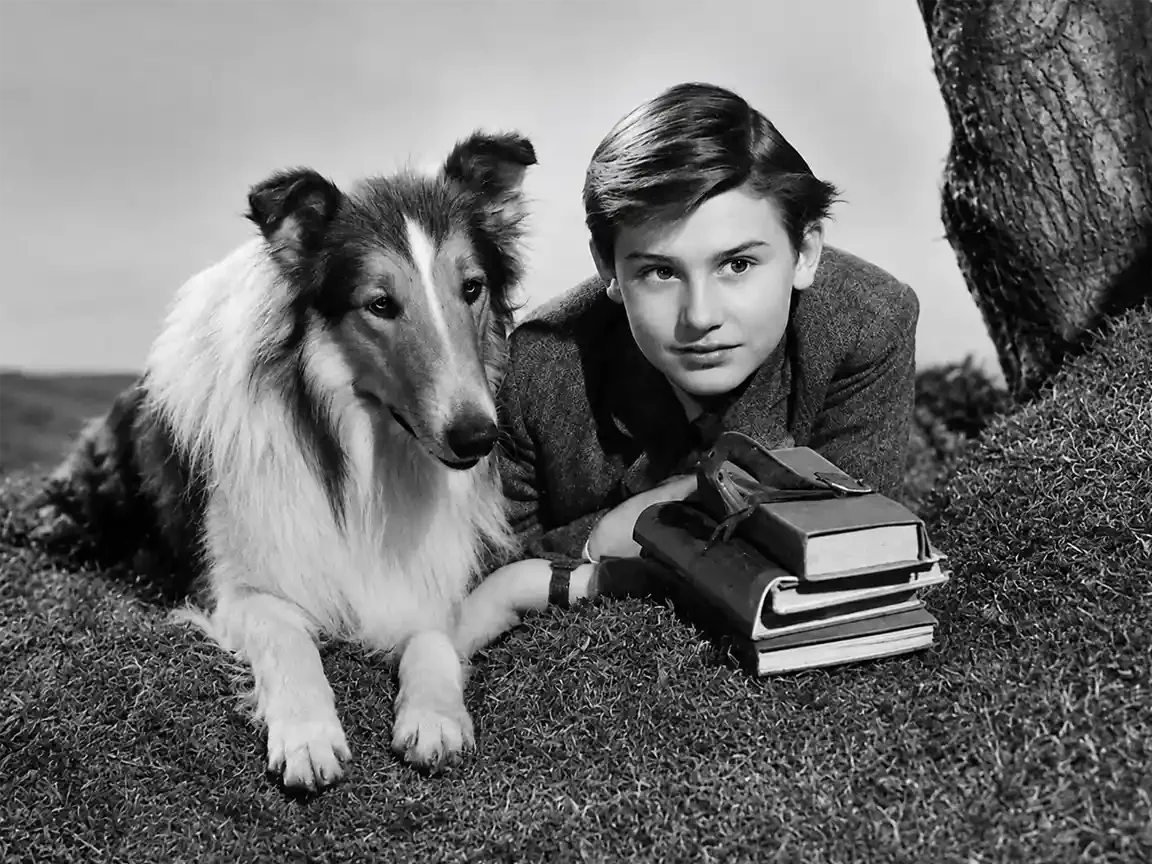 Pal: The Stunt Double Who Became Lassie